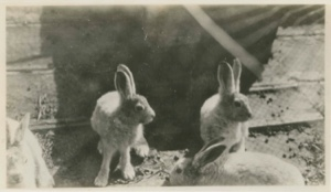 Image of 4 hare at 6 feet